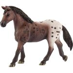 HC Appaloosa Stute