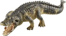 Alligator