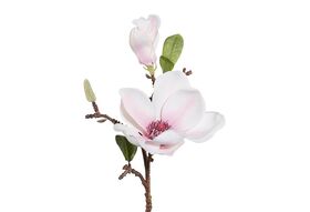 Magnolienzweig