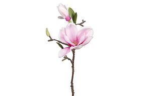 Magnolienzweig