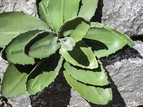 EUROPALMS Agave (EVA), künstlich, grün, 35cm