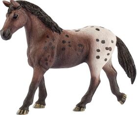 HC Appaloosa Stute