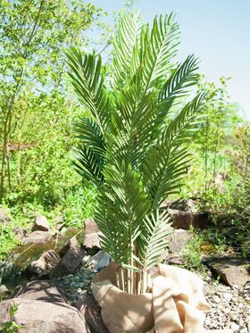 EUROPALMS Kentia Palme, Kunstpflanze, 140cm