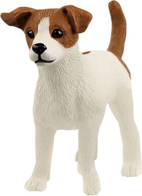 Jack Russell Terrier